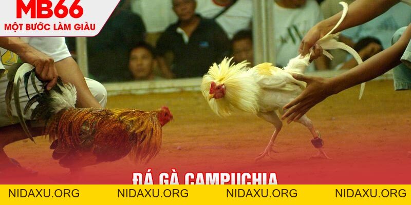 Đá Gà Campuchia MB66 - Hình Thức Giải Trí Thú Vị, Đặc Sắc - mb66club.com Link Nhà Cái Mb66.COM Chính Thức An Toàn