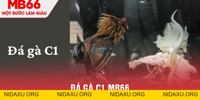 Đá Gà C1 - Sự Kiện Được Mong Chờ Nhất Trong Năm 2026 - mb66club.com Link Nhà Cái Mb66.COM Chính Thức An Toàn