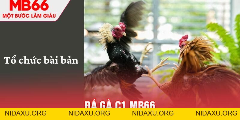 Đá Gà C1 - Sự Kiện Được Mong Chờ Nhất Trong Năm 2026 - mb66club.com Link Nhà Cái Mb66.COM Chính Thức An Toàn