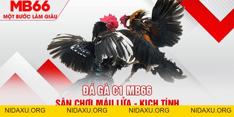 Đá Gà C1 - Sự Kiện Được Mong Chờ Nhất Trong Năm 2026 - mb66club.com Link Nhà Cái Mb66.COM Chính Thức An Toàn