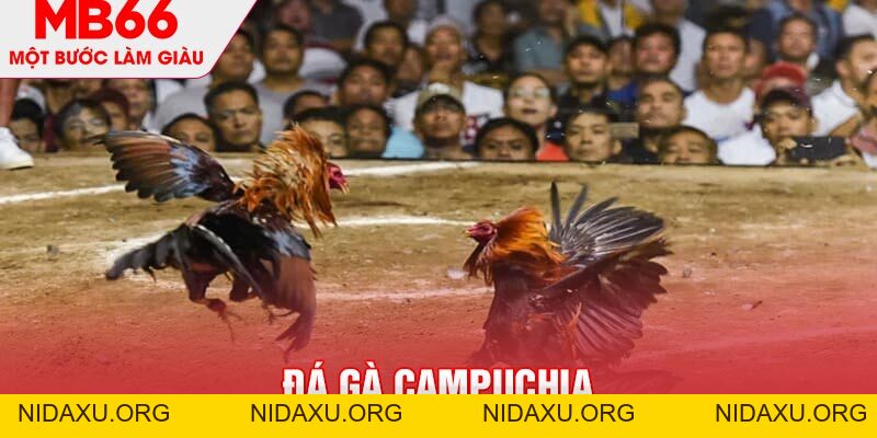 Đá Gà Campuchia MB66 - Hình Thức Giải Trí Thú Vị, Đặc Sắc - mb66club.com Link Nhà Cái Mb66.COM Chính Thức An Toàn
