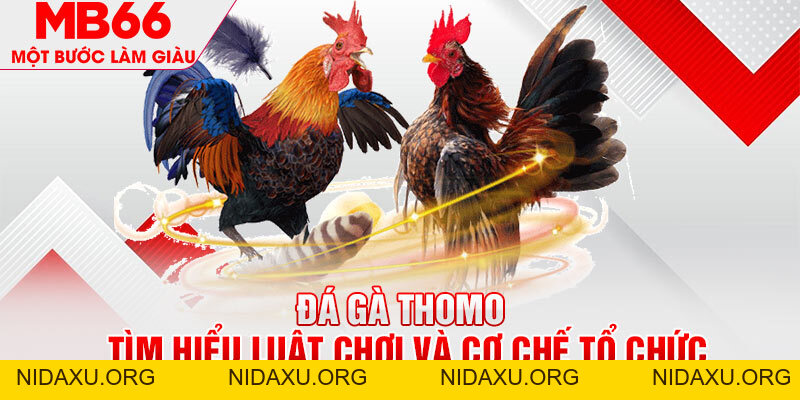 Đá Gà Thomo MB66 - Tìm Hiểu Luật Và Cơ Chế Tổ Chức - mb66club.com Link Nhà Cái Mb66.COM Chính Thức An Toàn