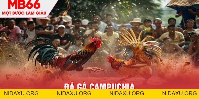 Đá Gà Campuchia MB66 - Hình Thức Giải Trí Thú Vị, Đặc Sắc - mb66club.com Link Nhà Cái Mb66.COM Chính Thức An Toàn